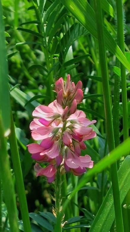 Esparsette Pflanze auf dem Feld
